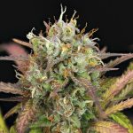 Purple punch automatic