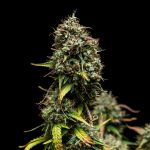 Purple punch automatic