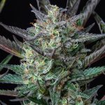 Purple punch automatic