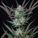 Purple punch automatic