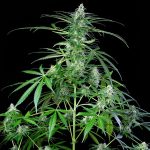 Royal AK Auto