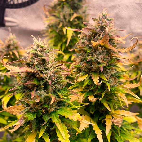 Royal Kush auto