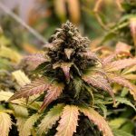 Royal cheese auto