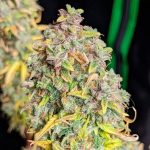 Royal cheese auto