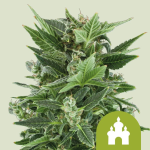 Royal kush auto
