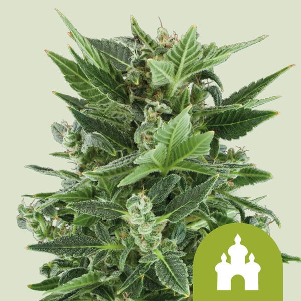 Royal kush auto