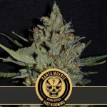 Santa muerte