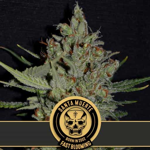 Santa muerte