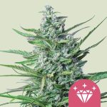 Special Kush