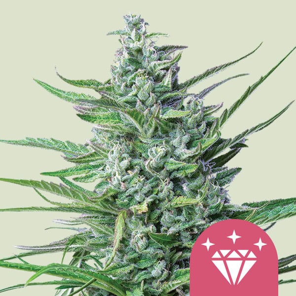 Special Kush
