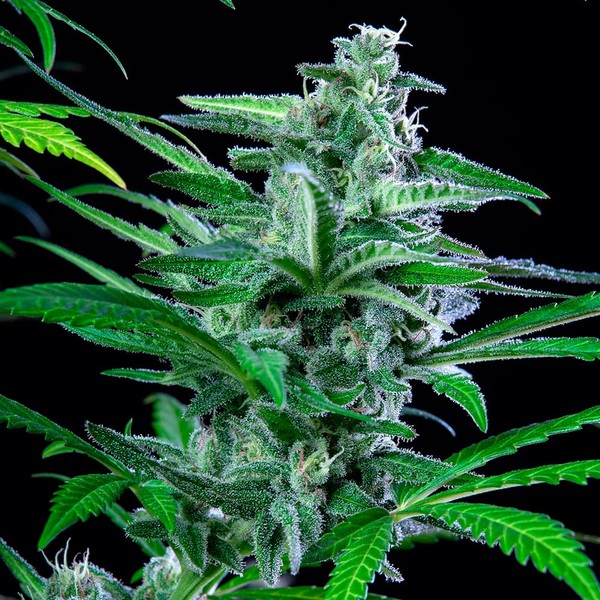 Special Kush