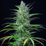 Special Kush