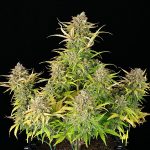 Sweet ZZ auto