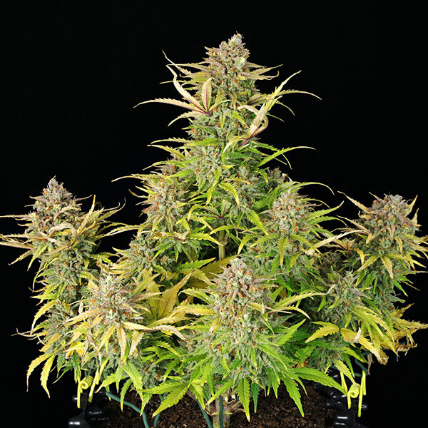 Sweet ZZ auto