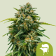 Sweet skunk auto