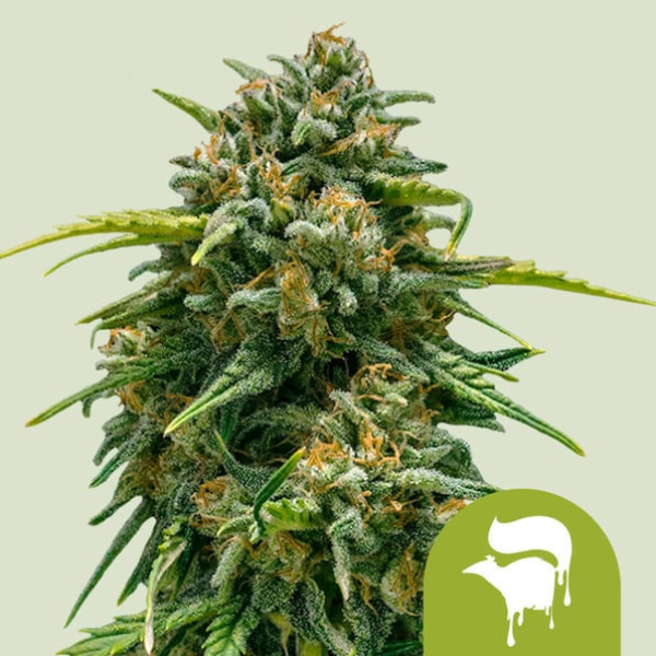 Sweet skunk auto