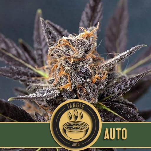 Tangie Auto (x3)