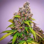 Watermelon auto