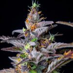 Watermelon auto