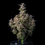 Watermelon auto