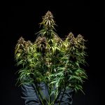 Watermelon auto