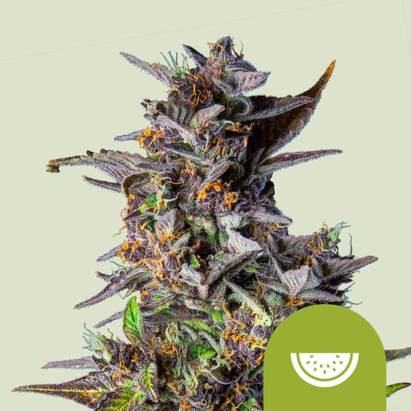 Watermelon auto