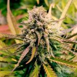 Candy kush express