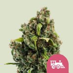 Candy kush express