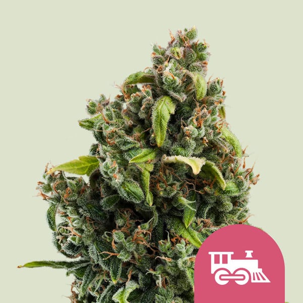 Candy kush express