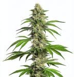 auto Girl Scout Cookies de Blimburn
