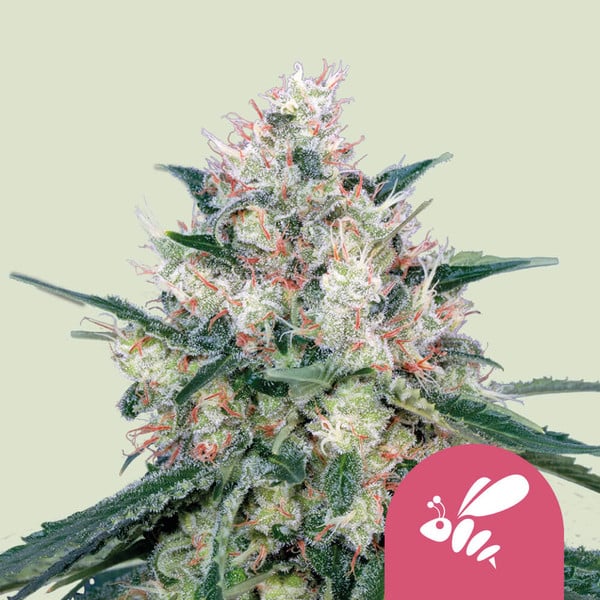 Honey Cream Fast