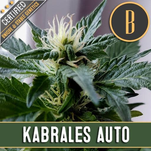 Kabrales Auto (x3)