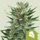Royal cheese auto