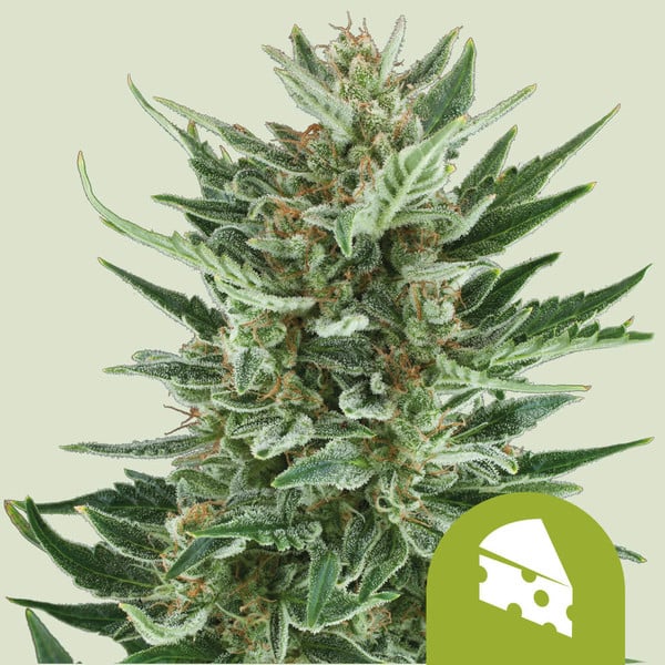Royal cheese auto
