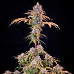 Royal cheese fast