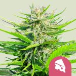 Royal cheese fast