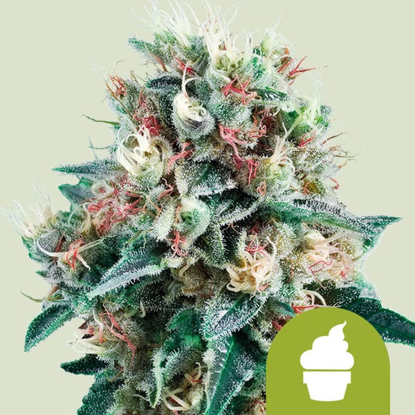 Royal Creamatic auto