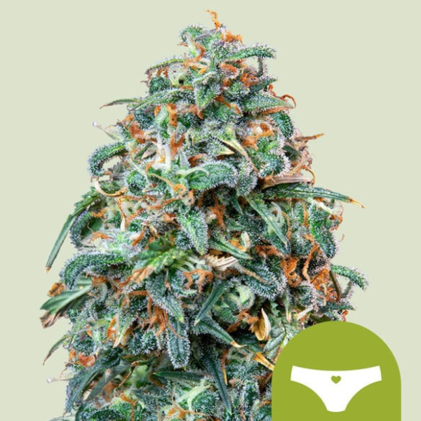 sherbet queen auto
