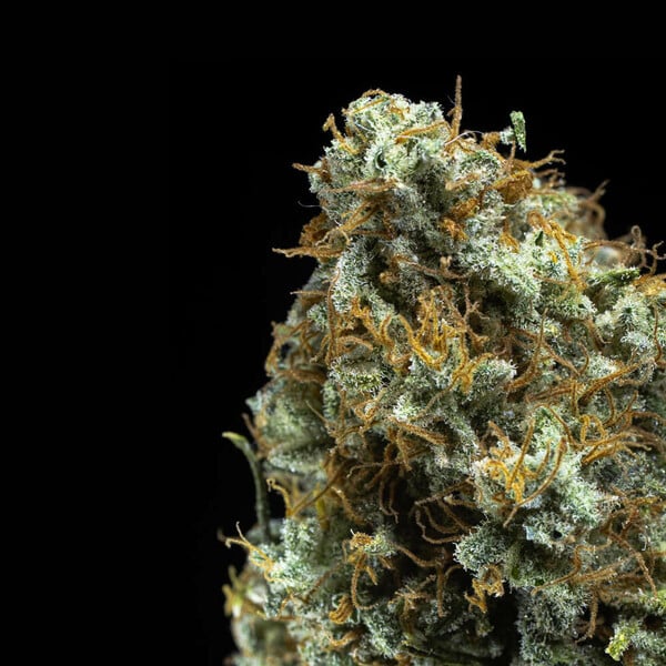 Shining silver haze