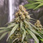 Shining silver haze