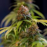 Shining silver haze