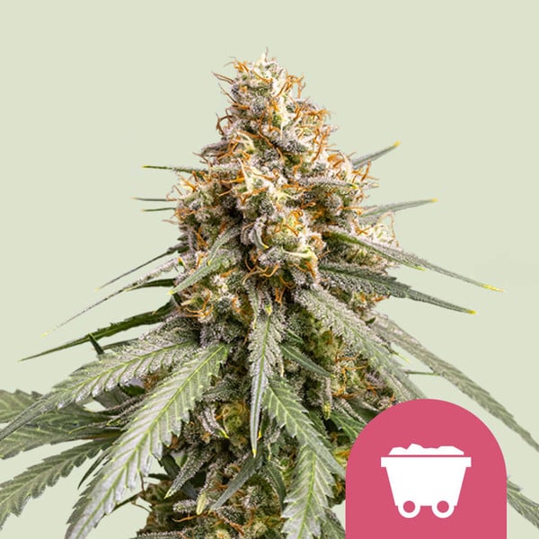 Shining silver haze