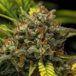 Sweet Skunk auto