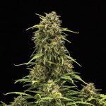 Sweet Skunk auto