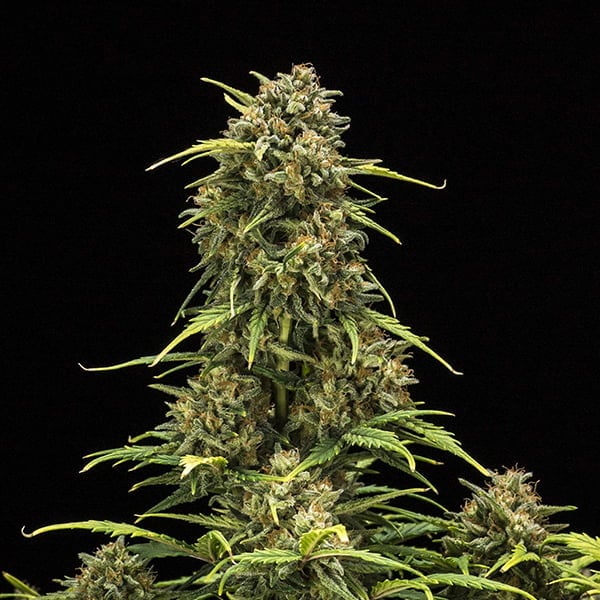 Sweet Skunk auto