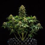 Sweet Skunk auto