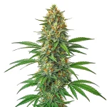Auto tangie de blimburn