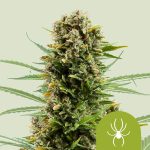 white widow automatic