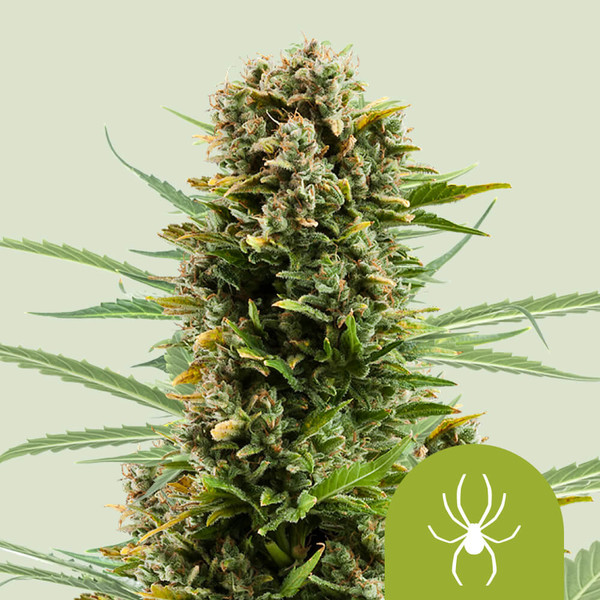white widow automatic