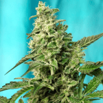 Green poison fast